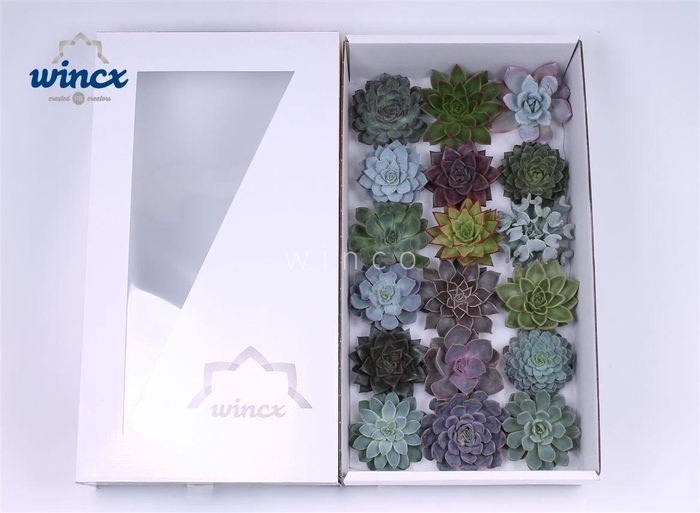 Echeveria Mecx Flowers (incl. Stick&pin)