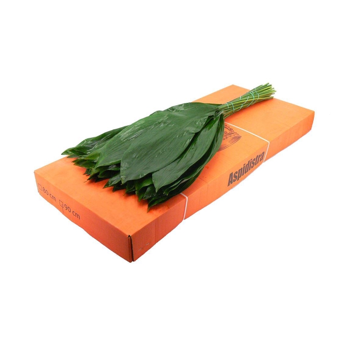 <h4>Aspidistra 90cm Queens</h4>