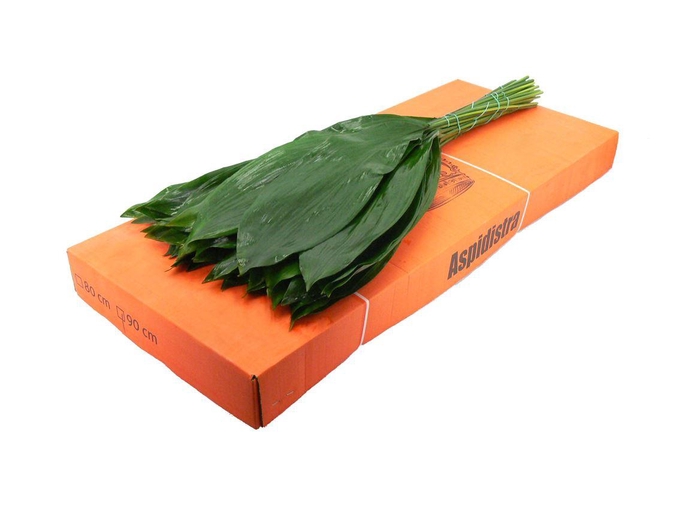 <h4>Aspidistra 90cm</h4>