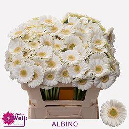 <h4>GE MI ALBINO</h4>