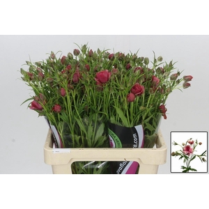 RAN NATURA MODERNA ENERGIA 55 GR.