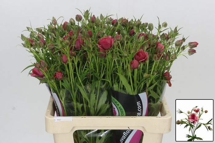 <h4>RAN NATURA MODERNA ENERGIA 55 GR.</h4>