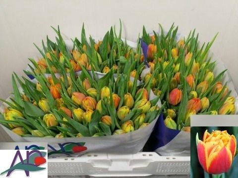 <h4>TU DU CROSSFIRE</h4>