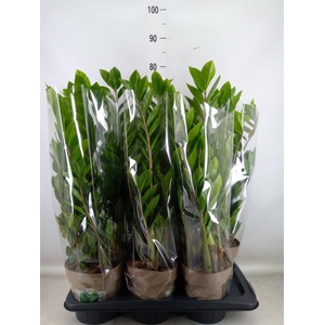 Zamioculcas zamiifolia