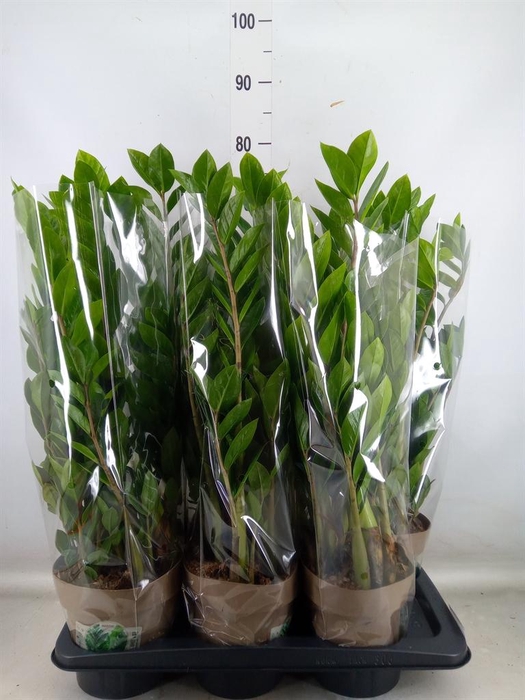 <h4>Zamioculcas zamiifolia</h4>