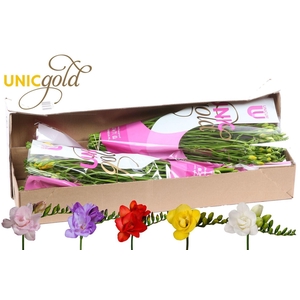 Freesia du mix