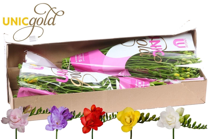 <h4>Freesia du mix</h4>