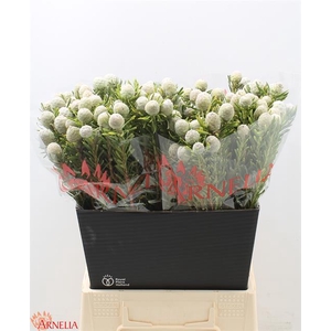 KAAPS GROEN
