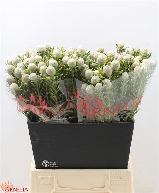 KAAPS GROEN