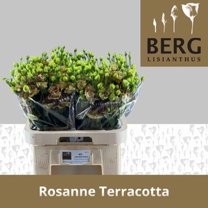 EUS G ROSAN TERRACOT