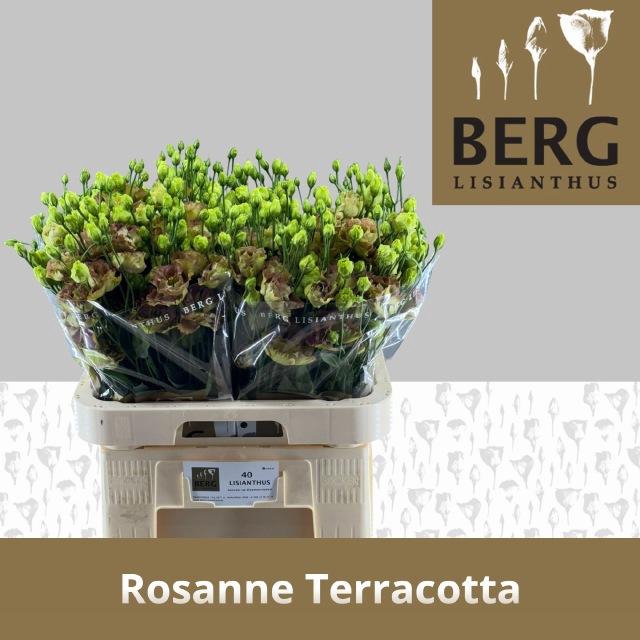 <h4>EUS G ROSAN TERRACOT</h4>