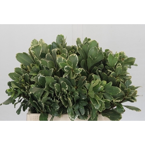 Pittosporum Ilan