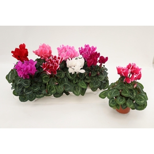 CYCLAMEN MIDI MIX