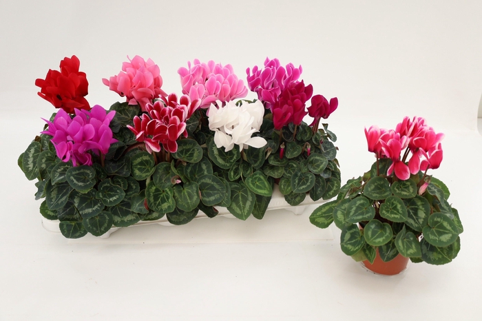 <h4>CYCLAMEN MIDI MIX</h4>