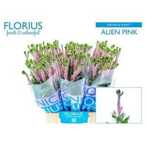 VERON SMART ALIEN