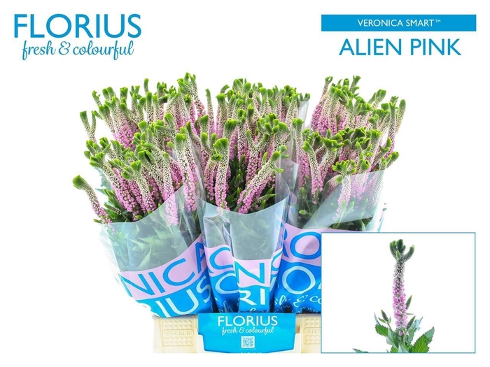 <h4>VERON SMART ALIEN</h4>