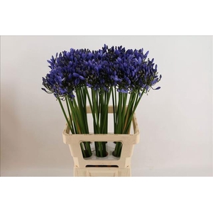 Agapanthus Uri