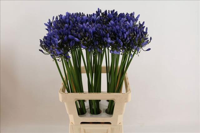 <h4>Agapanthus Uri</h4>