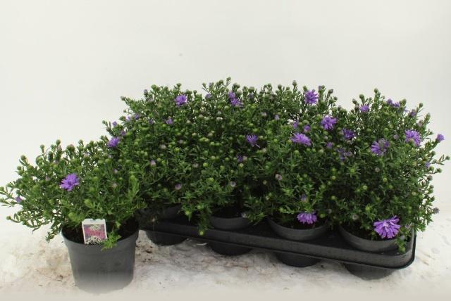 <h4>ASTER D AL D PURP LA</h4>