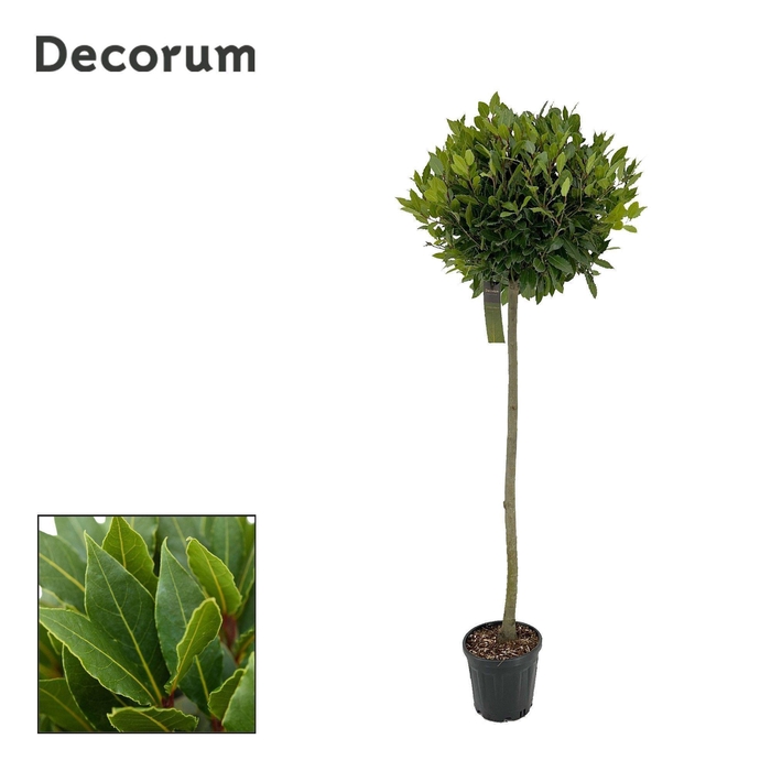 <h4>Laurus nobilis Bol op stam</h4>