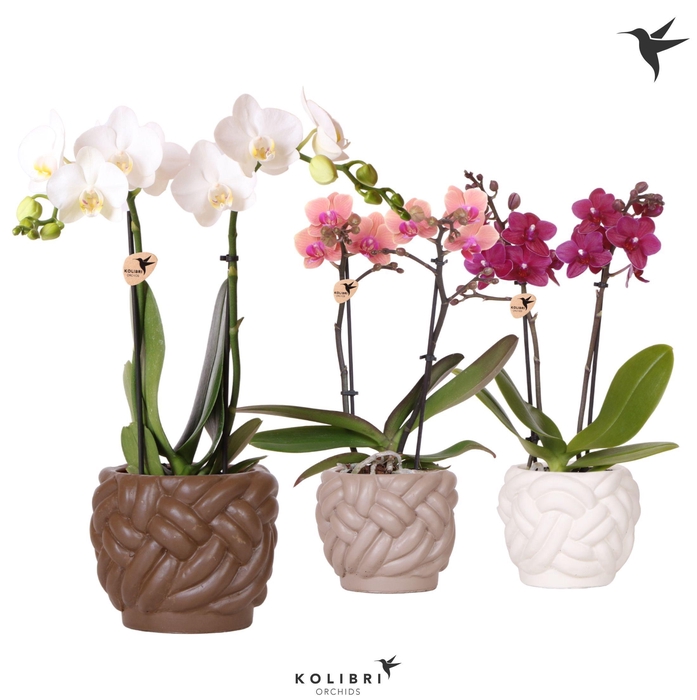 <h4>Kolibri Orchids Phalaenopsis mix 2 spike in Rope pot mix</h4>