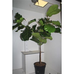 Ficus Lyrata