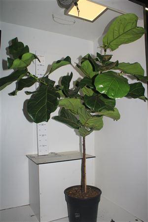 <h4>Ficus Lyrata</h4>