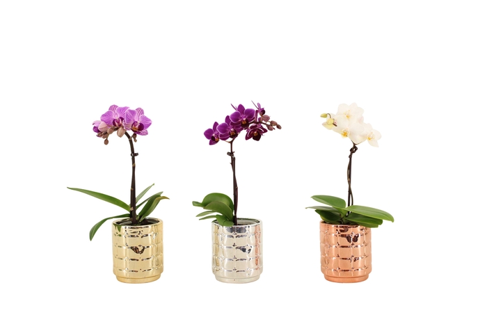 <h4>Mason Mix Tiny Dolls Mix 1T7+ Aqu@</h4>