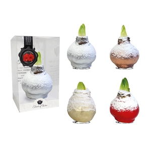 Amaryllis Red Snow Mix Plastic