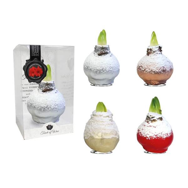 <h4>Amaryllis Red Snow Mix Plastic</h4>