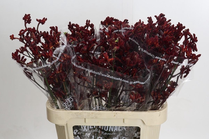 <h4>Anigozanthos Early Spring Indoor</h4>