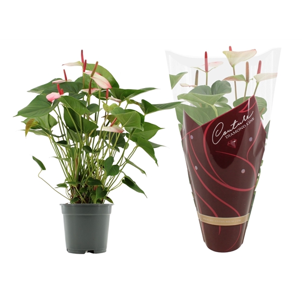 <h4>Anthurium Amalia Elegance in Couture Diamond sleeve</h4>