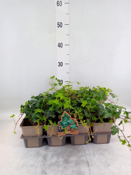 <h4>Hedera helix</h4>