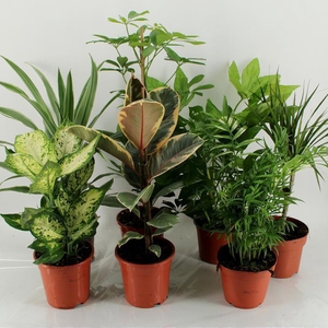 M-8 los Mixplanten los