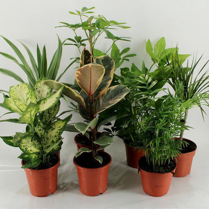 <h4>M-8 los Mixplanten los</h4>