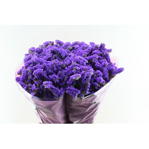 Lim S Acqua Su Birds