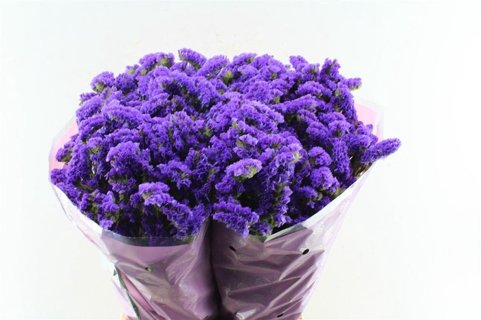 <h4>Lim S Acqua Su Birds</h4>