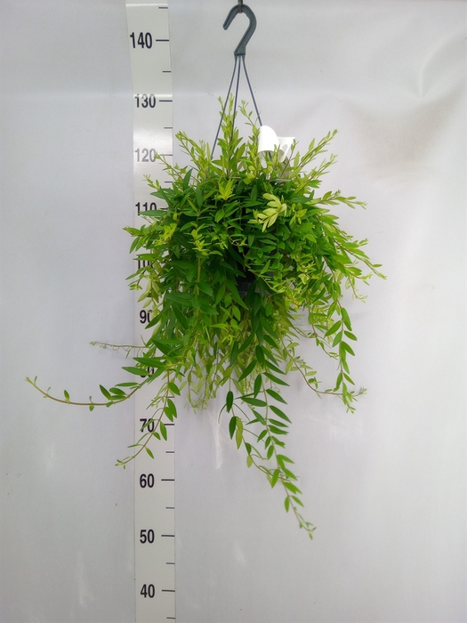 <h4>Aeschynanthus  'Japhrolepis'</h4>