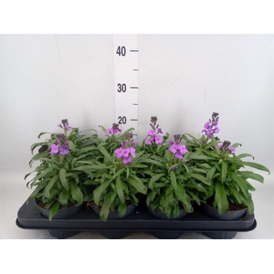Erysimum linifolium 'Bowles Mauve'