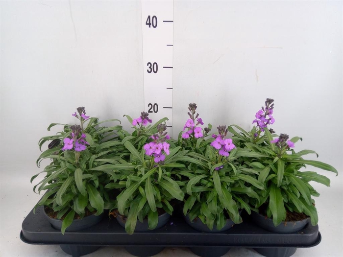 <h4>Erysimum linifolium 'Bowles Mauve'</h4>
