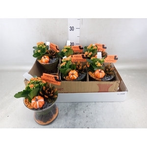 Arr.    Planten  L%