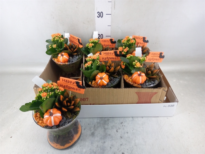 <h4>Arr.    Planten  L%</h4>