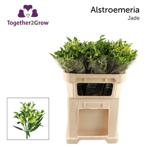 ALSTR JADE ALST FL JADE REK