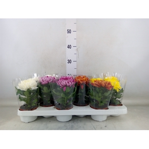 Chrysanthemum  'Cosmo'  ..mix