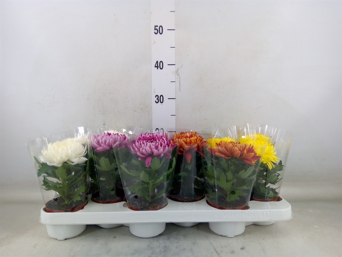 <h4>Chrysanthemum  'Cosmo'  ..mix</h4>