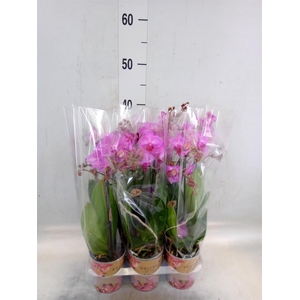 Phalaenopsis multi. 'Ant Stuttgart'