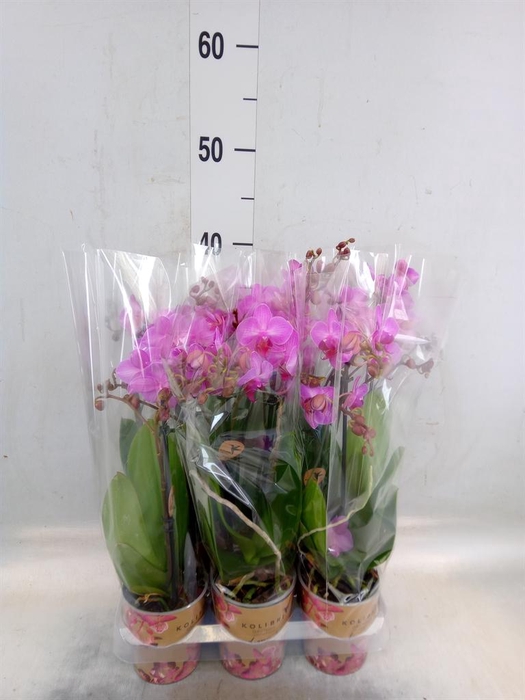 <h4>Phalaenopsis multi. 'Ant Stuttgart'</h4>