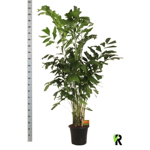 CARYOTA MITIS