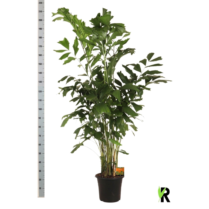 <h4>CARYOTA MITIS</h4>