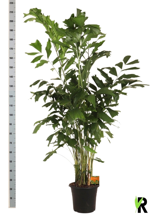 <h4>CARYOTA MITIS</h4>